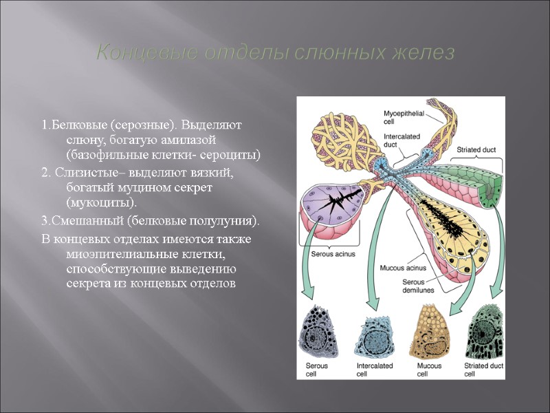 Концевые отделы слюнных желез  1.Белковые (серозные). Выделяют слюну, богатую амилазой (базофильные клетки- сероциты)